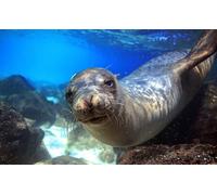 HXA DECO - Impression sur Toile, Decoration Murale, Tableau Deco, Tableau Moderne, Tableau Photo Lion de mer - 80x50 cm