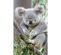 HXA DECO Tableau Animaux Portrait de Koala Australie - 50x80 cm - Made in France - 50x80