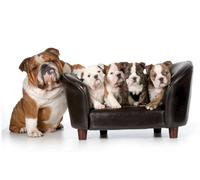 HXA DECO - Tableau Animaux, Tableau Pas Cher, Tableau Deco, Tableau Moderne, Tableau Deco Famille de Bulldogs Anglais, 80x50cm