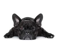 HXA DECO - Tableau Animaux, Tableau Pas Cher, Tableau Deco, Tableau Moderne, Tableau decoratif Bouledogue Francais clin d œil, 80x50cm