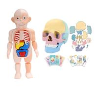 Hxhsgmeh Modèle de Crâne D'Anatomie Modèle D'Organe Humain Mini Modèle de Crâne Humain Détachable