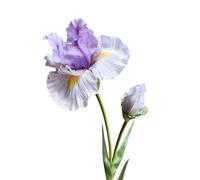 HXSCOO Fleurs artificielles d'iris Flower Feel - Parfaites for Les décorations du Nouvel an, Les Mariages et Les Accessoires Photo(Largesilklightpurple)