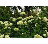 Hydrangea arb. 'Annabelle' - Hortensia boule 'Annabelle' conteneur 50- 60 cm