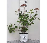 Hydrangea arb. 'Pink Annabelle'® ( invincibelle2) - Hortensia boule Pink Annabelle C3 cm conteneur