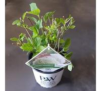 Hydrangea arbo 'Strong Annabelle' - Hydrangea - 30cm - Ø19cm - Plante de jardin