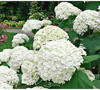 Hydrangea Arborescens Bianco Fiore 15 Semi Big Blooming arbusto perenne