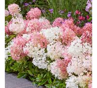 Hydrangea Blush en pot, arbuste fleuri robuste pour jardin | Plante naine d'extérieur idéale pour pots, cette variété florifère offre une longue floraison de juillet à octobre