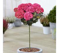 Hydrangea Dark Angel Patio Tree | Plantes Extérieures Résistantes pour Jardin | Cultivez Vos Propres Arbres à Fleurs | Plantes d'Hortensia Prêtes pour le Jardin en Pot (70-80cm Pot Inclus)