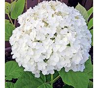 Hydrangea 'Incrediball' - Strong- Hortensia de Virginie 'Incrediball'® 40-50 cm en conteneur