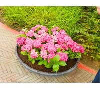 Hydrangea macr. 'Alpengluhen' - Hortensia rustique conteneur 25-30 cm