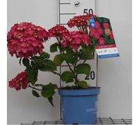 Hydrangea macr. 'Endless Summer® Summer Love' - Hortensias en conteneur 25- 30 cm