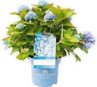 Hydrangea macr. 'Endless Summer The Original'®blue - Hortensias en conteneur 25- 30 cm