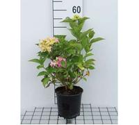 Hydrangea macr. 'Freudenstein' - Hortensia 'Freudenstein' 25- 30 cm en pot