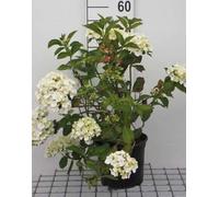 Hydrangea macr. 'Mme Emile Mouillère' - Hortensia 'Mme Emile Mouilère' 25-30 cm en pot