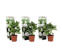 Hydrangea macrophylla blanc - 3