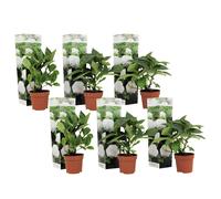 Hydrangea macrophylla blanc - 6