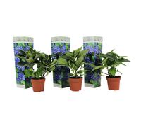 Hydrangea macrophylla bleu - 3
