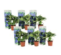Hydrangea macrophylla bleu - 6