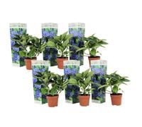 Hydrangea macrophylla - Bleu - Set de 6 - Hortensia - Pot 9cm - Hauteur 25-40cm