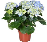 Hydrangea macrophylla 'Early Blue' – Hortensia – Arbuste - Résistant au gel - ⌀14 cm - 30-40 cm