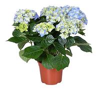 Hydrangea macrophylla 'Early Blue' - Hortensia - Arbuste - Résistant au gel - ⌀14 cm - 30-40 cm
