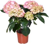 Hydrangea macrophylla 'Early Rosa' – Hortensia – Arbuste - Résistant au gel - ⌀14 cm - 30-40 cm