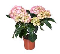 Hydrangea macrophylla 'Early Rosa' - Hortensia - Arbuste - Résistant au gel - ⌀14 cm - 30-40 cm