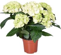 Hydrangea macrophylla 'Schneeball' – Hortensia – Arbuste - Résistant au gel - ⌀14 cm - 30-40 cm