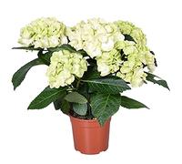 Hydrangea macrophylla 'Schneeball' - Hortensia - Arbuste - Résistant au gel - ⌀14 cm - 30-40 cm