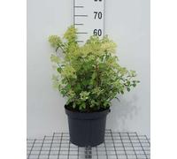 Hydrangea pan. 'Bobo'® - Hortensia paniculé Bobo 50- 60 cm Conteneur