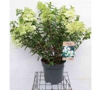 Hydrangea pan. 'Bobo'® - Hortensia paniculé Bobo conteneur 60- 80 cm