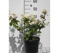 Hydrangea pan. 'Diamantino'® - Hortensia à panicules 30- 40 cm Conteneur