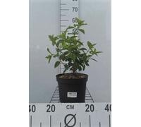 Hydrangea pan. 'Diamond Rouge' - Hortensia en panicules 40- 50 cm conteneur