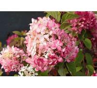 Hydrangea pan. 'Fraise Melba' - Hortensia à panicules Fraise Melba 40- 50 cm Conteneur