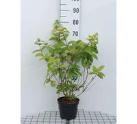 Hydrangea pan. 'Mega Mindy'® - Hortensia en grappe conteneur 40- 50 cm
