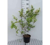 Hydrangea pan. 'Pink Diamond' - Hortensia en panicules conteneur 40- 50 cm