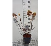 Hydrangea pan. 'Silver Dollar' - Hortensia à panicules 40- 50 cm Conteneur