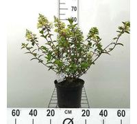 Hydrangea pan. 'Sundae Fraise'® - Hortensia à panicules 40- 50 cm Conteneur