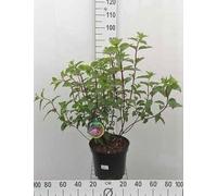 Hydrangea pan. 'Vanille Fraise'® - Hortensia paniculé conteneur 60- 80 cm