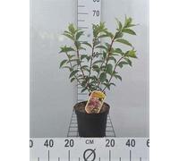 Hydrangea pan. 'Vanille Fraise'® - Rispenhortensie 40- 50 cm Container