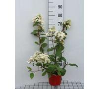 Hydrangea pan. 'Wim's Red®' - Hortensia en panicules 40- 50 cm conteneur