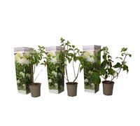 Hydrangea paniculata silver dollar - 3