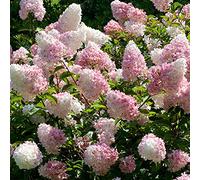 Hydrangea paniculata Vanille Fraise en pot | Arbuste de jardin à feuilles caduques