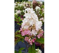 Hydrangea paniculata Vanille Fraise® 'Renhy' / Hortensia paniculé Vanille Fraise® 'Renhy' / Conteneur de 3 à 4 litres