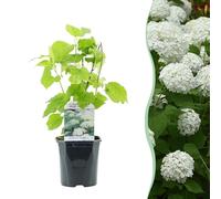 Hydrangea Plume - Hydrangea arborescens Annabelle - Flower White - 1 Plant - Deciduous - Large Flowers - 40-50cm - Ø18cm - Plante de jardin