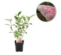 Hydrangea Plume - Hydrangea panniculata Vanilla Fraise - Fleur Blanc Rose - 1 Plante - Caduque - Grandes Fleurs - 40-50cm - Ø18cm - Plante de jardin