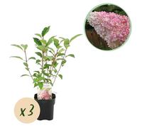 Hydrangea Plume - Hydrangea panniculata Vanille Fraise - Fleur Blanc Rose - 3 Plantes 1 m2 - Caduque - Grandes Fleurs - 40-50cm - Ø18cm - Plante de jardin