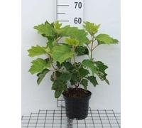 Hydrangea querc. 'Sike's Dwarf' - Hortensia à feuilles de chêne 30- 40 cm conteneur
