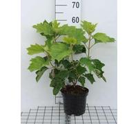 Hydrangea querc. 'Sike's Dwarf' - Hortensia Ã€ Feuilles De Chêne 30-40 cm en pot