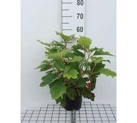 Hydrangea querc. 'Snowflake' - Hortensia à feuilles de chêne 30- 40 cm conteneur
